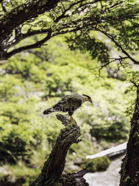 Каракара спостерігаючи з дерева лісу в Лос Ґласіарес Національний парк, Патагонії, Аргентина — стокове фото