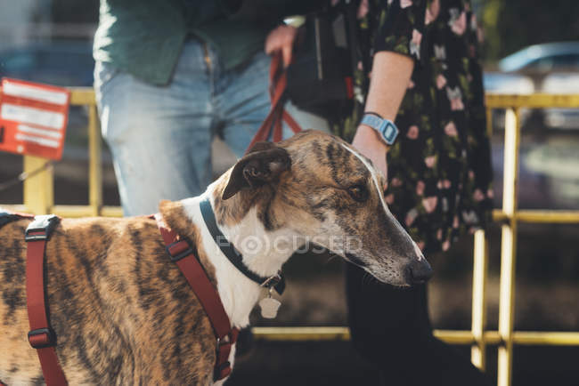 Cropped shot of dog with couple by canal — Stock Photo