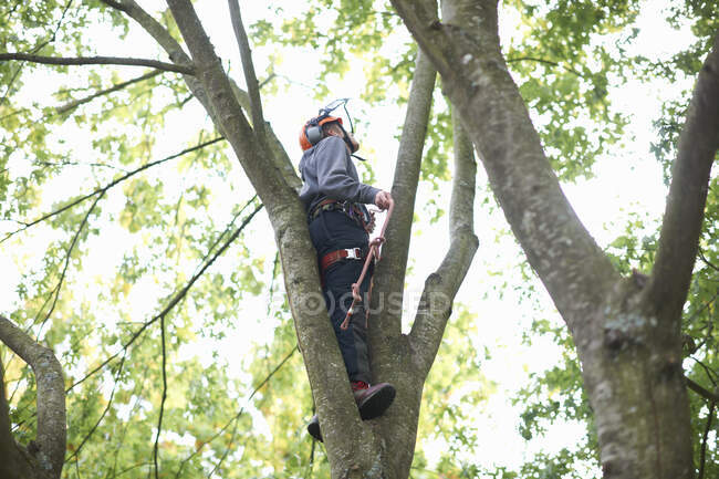 Giovane maschio tirocinante albero chirurgo guardando dal tronco d'albero — Foto stock