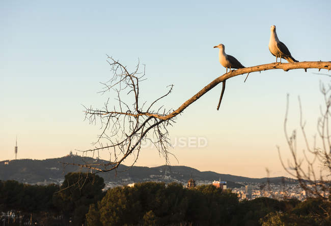 Two gulls perched on branch with distant rooftops, Barcelona, Spain — Stock Photo