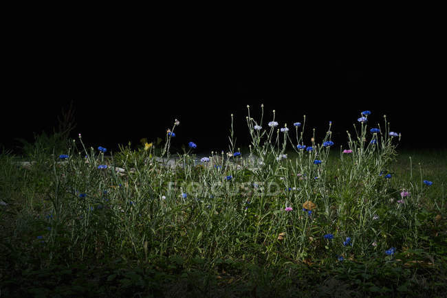 Fleurs et herbe la nuit, Saint-Maclou, France — Photo de stock