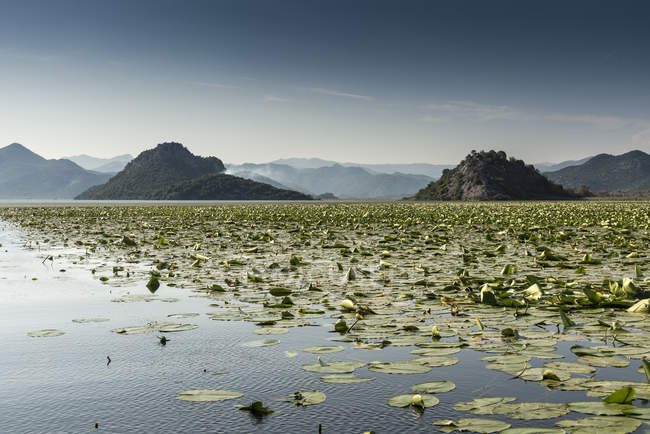 Lilypads, Lago Scutari, Fiume Crnojevica, Montenegro — Foto stock