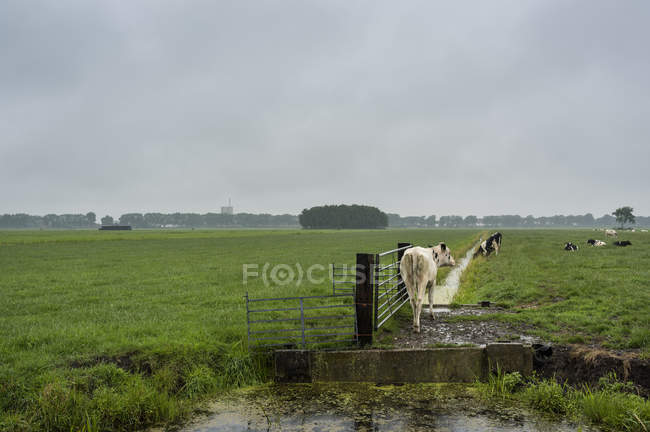 Vacas em ponte sobre vala, Hoogblokland, Zuid-Holland, Países Baixos — Fotografia de Stock