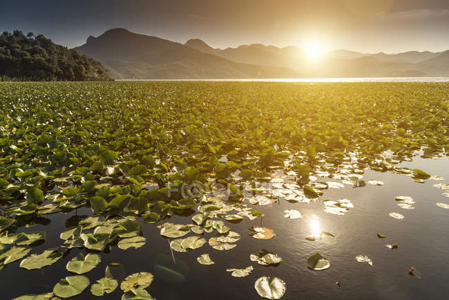 Lilypads, Lago Scutari, Fiume Crnojevica, Montenegro , — Foto stock
