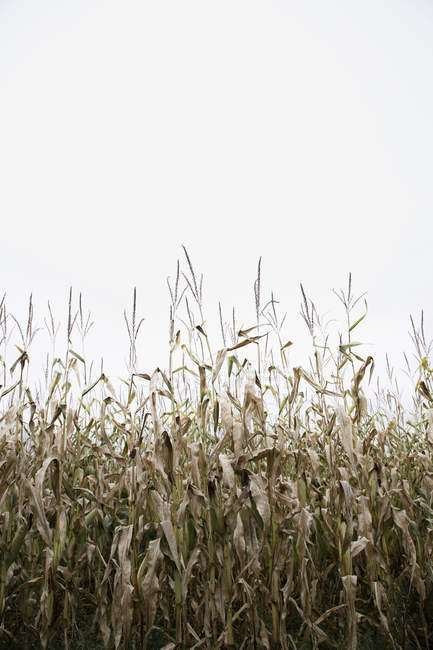 Campo de cultivo de milho seco em tempo nublado — Fotografia de Stock