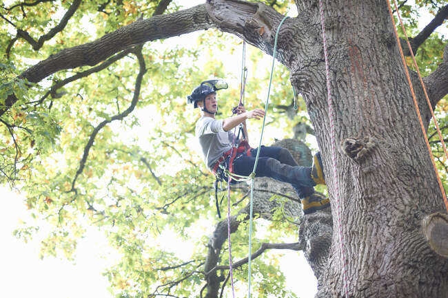 Young male trainee tree surgeon climbing tree trunk — Stock Photo