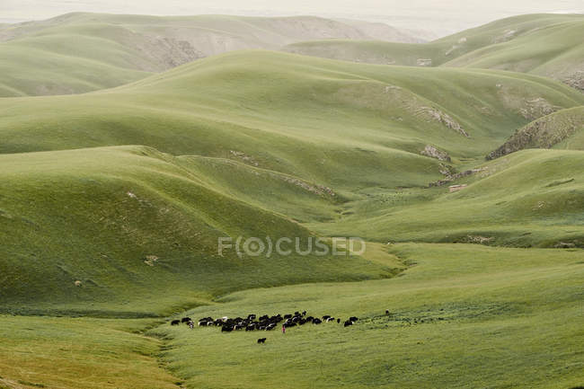 Herding cattle in green valley, Shandan, Gansu, China — Stock Photo