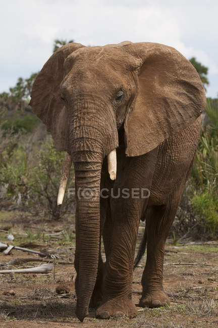 Один великий Африканський слон в Самбур Національний парк, Кенія — стокове фото