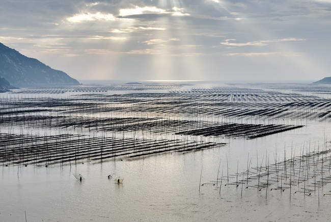 Raios de sol sobre fileiras de pólos de pesca tradicionais, Xiapu, Fujian, China — Fotografia de Stock