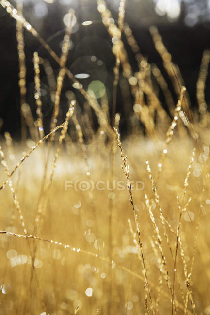 Foco poco profundo de hierbas doradas largas - foto de stock