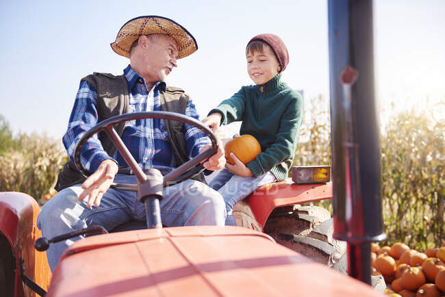 Фермер и внук на тыквенной ферме — стоковое фото
