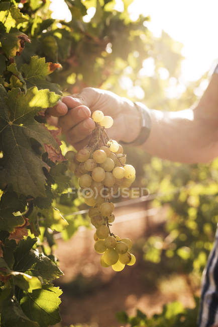 Mão de enólogo masculino verificando uvas em vinhedo, Las Palmas, Gran Canaria, Espanha — Fotografia de Stock