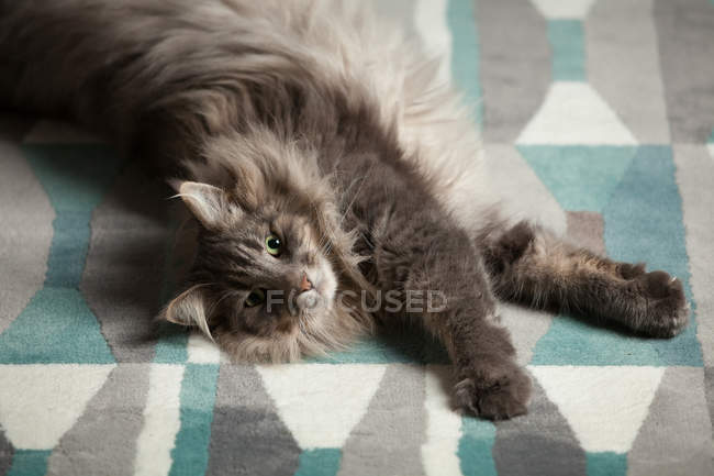 Норвежский лесной кот лежит на ковре и смотрит в камеру — стоковое фото