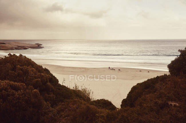 Vista à distância de cães caminhando na praia — Fotografia de Stock