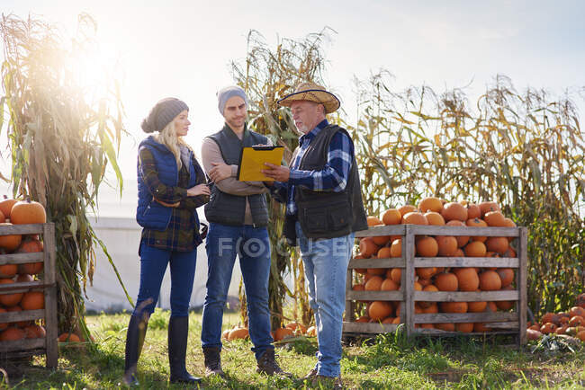 Agricultores que trabajan en una granja de calabazas - foto de stock