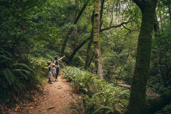 Mujer e hijos en el bosque, Fairfax, California, Estados Unidos, Norteamérica - foto de stock