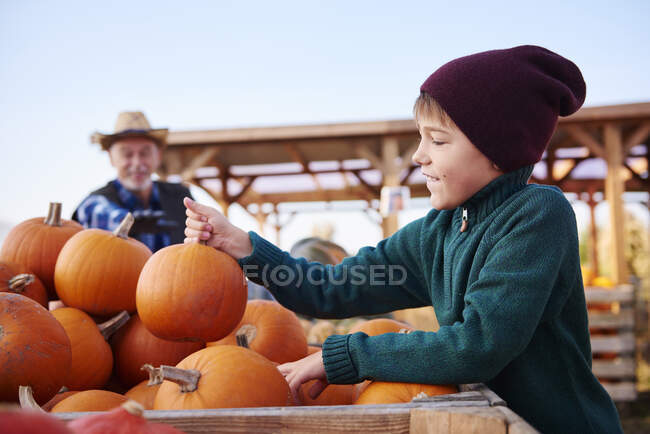 Agricultor y nieto en la granja de calabazas - foto de stock