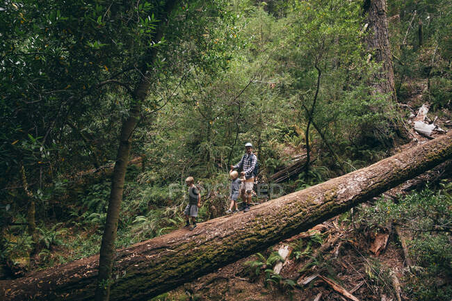 Familia caminando sobre un árbol caído en el bosque, Fairfax, California, Estados Unidos, América del Norte - foto de stock