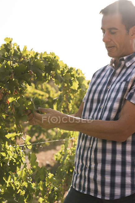 Enólogo masculino que segura uvas em vinhedo, Las Palmas, Gran Canaria, Espanha — Fotografia de Stock