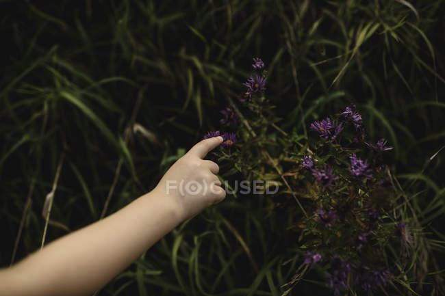 Image recadrée de fille pointant sur la fleur dans le jardin — Photo de stock