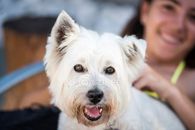 Портрет милой белой собаки и девочки-подростка — стоковое фото