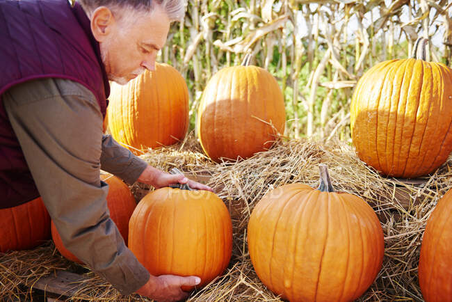 Farmer at pumpkin farm — Stock Photo