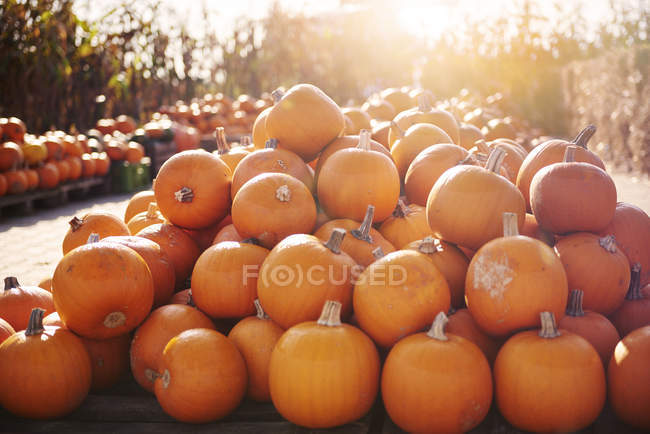 Pumpkin harvest, focus on foreground — Stock Photo