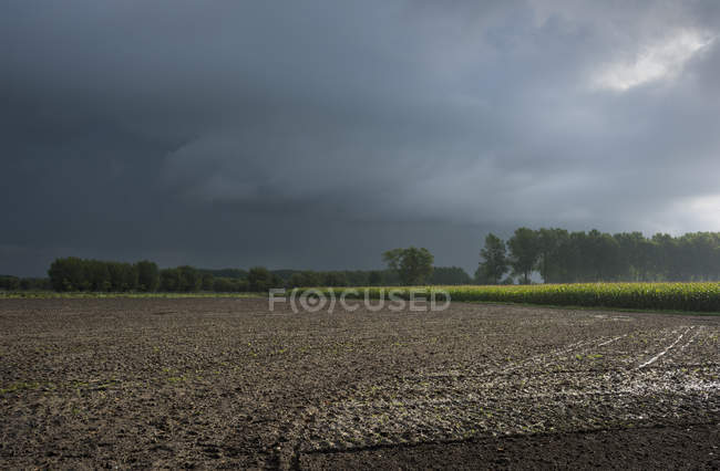 Lluvia sobre los campos de Flandes, Oostkamp, Flandes Occidental, Bélgica - foto de stock