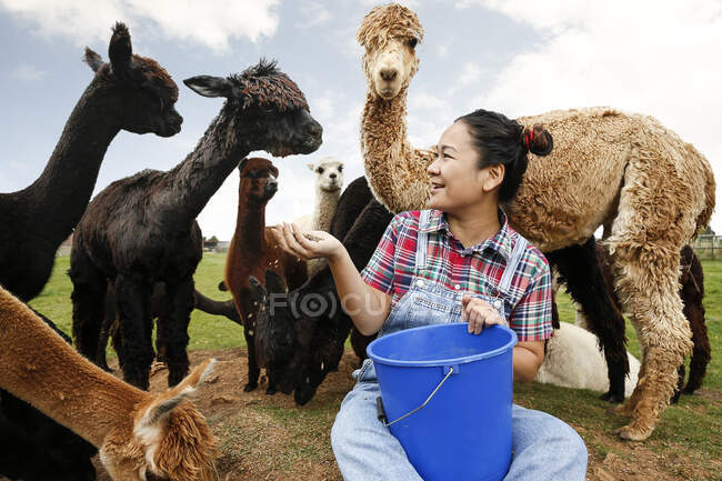 Mulher alimentando alpacas na fazenda — Fotografia de Stock