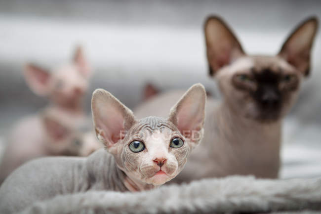 Sphynx-Kätzchen mit Mutter, Fokus auf Vordergrund — Stockfoto