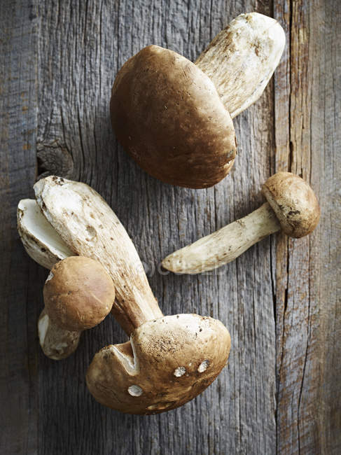Porcini mushrooms, close-up, overhead view — Stock Photo