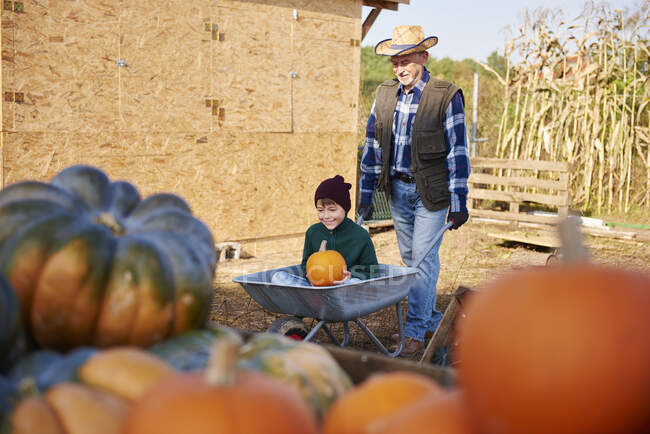 Agricultor y nieto en la granja de calabazas - foto de stock