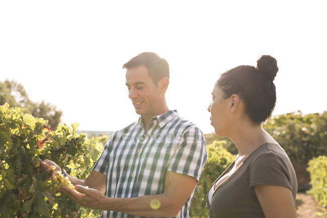 Male and female winemakers checking grapes in vineyard, Las Palmas, Gran Canaria, Spain — Stock Photo