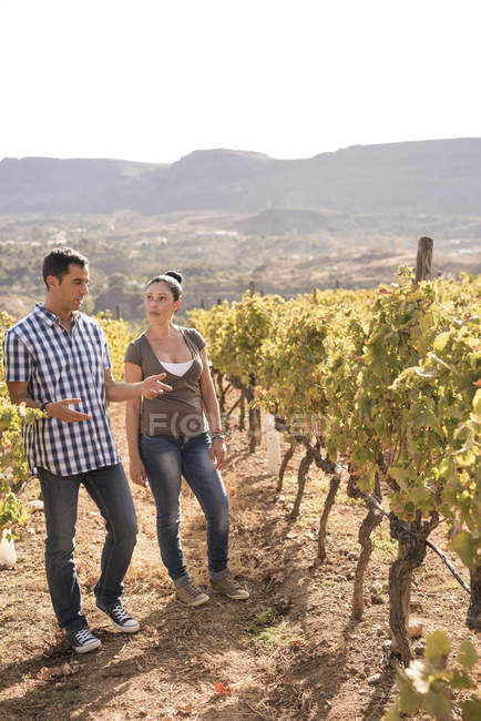 Winemaking couple discussing in vineyard, Las Palmas, Gran Canaria, Spain — Stock Photo