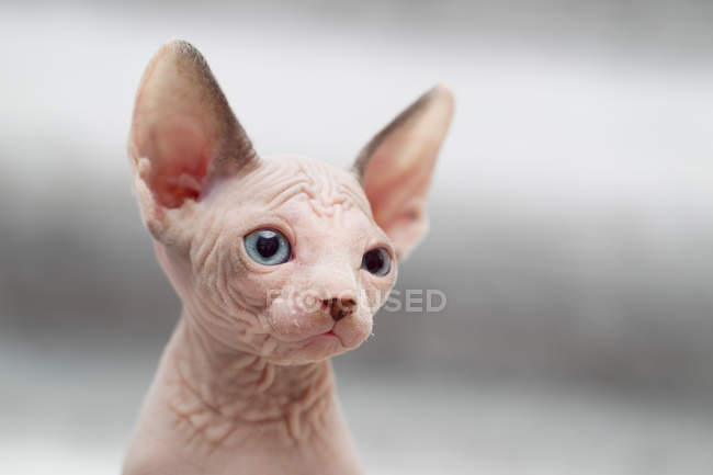 Животный портрет кошки-сфинкса, смотрящей в сторону — стоковое фото