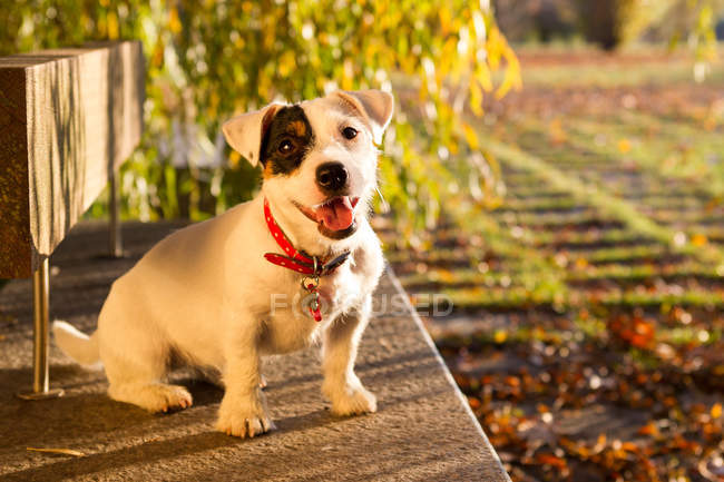 Animal portrait of jack russell looking at camera — Stock Photo