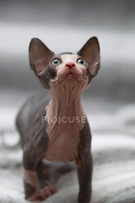 Retrato animal de gato sphynx olhando para cima — Fotografia de Stock