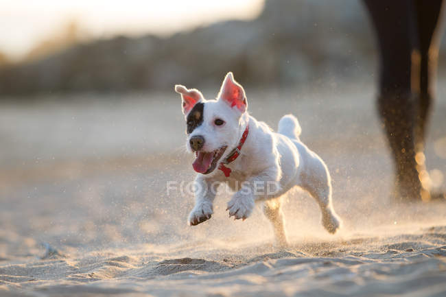 Jack Russell terrier corriendo en la playa - foto de stock
