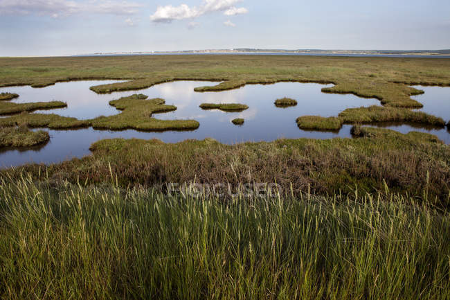 Vista lago con piante, Marshland, Kent, Regno Unito, Europa — Foto stock