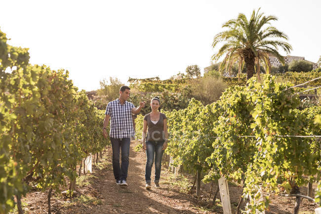 Male and female winemakers walking in vineyard, Las Palmas, Gran Canaria, Spain — Stock Photo