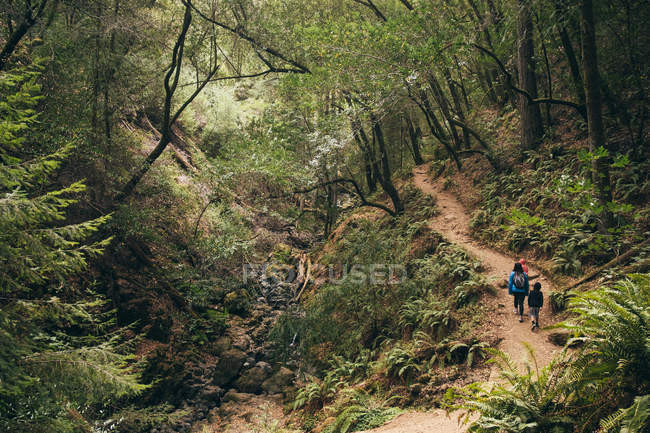 Семья гуляющая в лесу, Фэрфакс, Калифорния, США, Северная Америка — стоковое фото