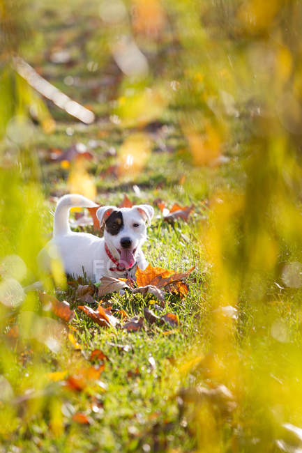 Jack russell lying on grass looking at camera — Stock Photo