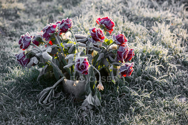 Rose orlate di gelo su tomba in cimitero, congelate da freddo invernale — Foto stock
