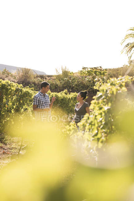 Чоловічі і жіночі виноробів у винограднику, Лас-Пальмас, Гран-Канарія, Іспанія — стокове фото
