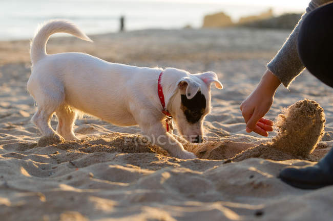 Jack russell terrier digging in sand — Stock Photo