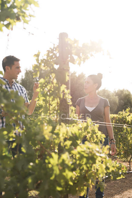 Male and female winemakers talking in sunlit vineyard, Las Palmas, Gran Canaria, Spain — Stock Photo