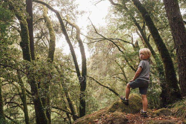 Niño en el bosque mirando por encima del hombro a la cámara, Fairfax, California, Estados Unidos, América del Norte - foto de stock