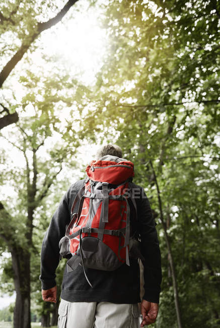 Vue arrière de l'homme âgé avec sac à dos marchant dans la forêt — Photo de stock