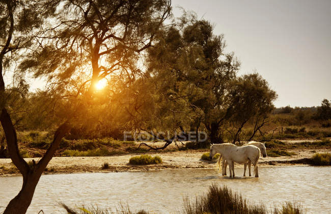 Лошади, стоящие в реке, Камарг, Франция — стоковое фото