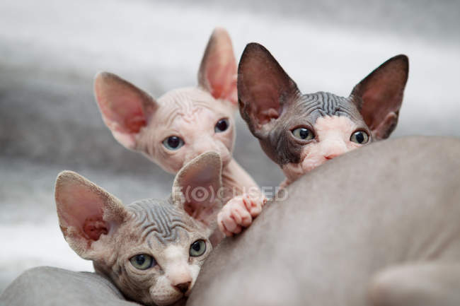 Esfinge gatitos espiando sobre la madre - foto de stock